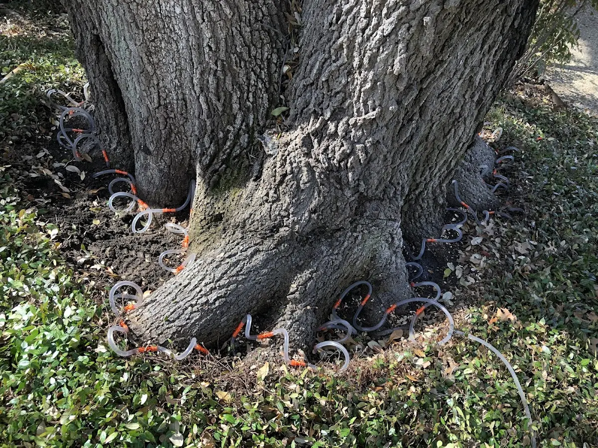 Detailed Tree Cabling and Bracing job site in Pinckard