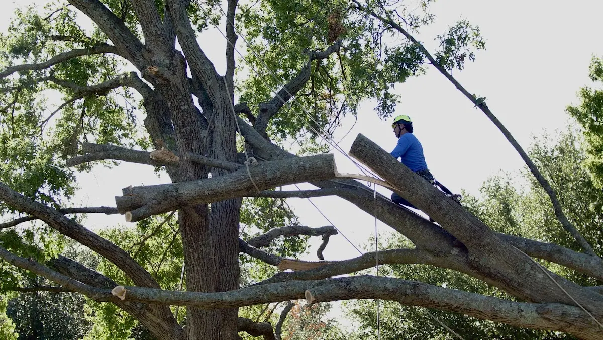 Professional Hazardous Tree Removal performed by certified arborists in Pinckard