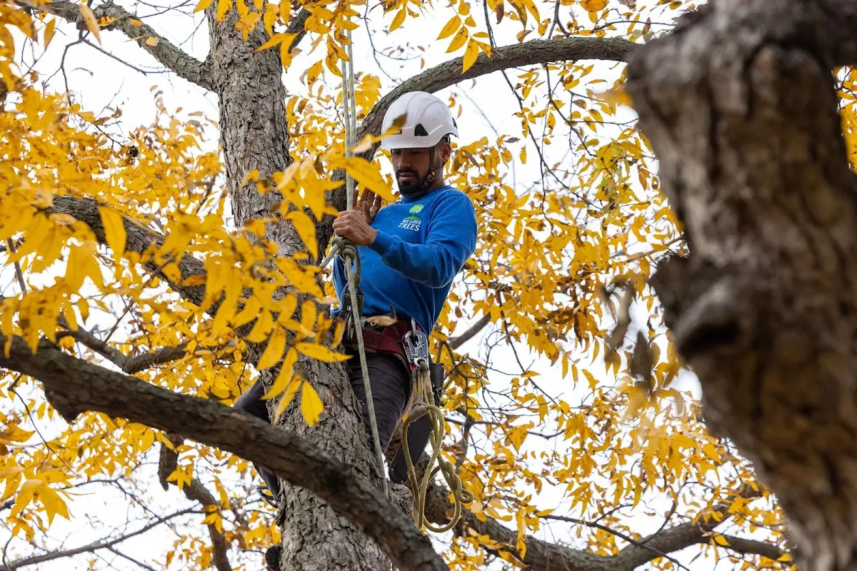 Skilled Storm Damage Cleanup crew working in Pinckard