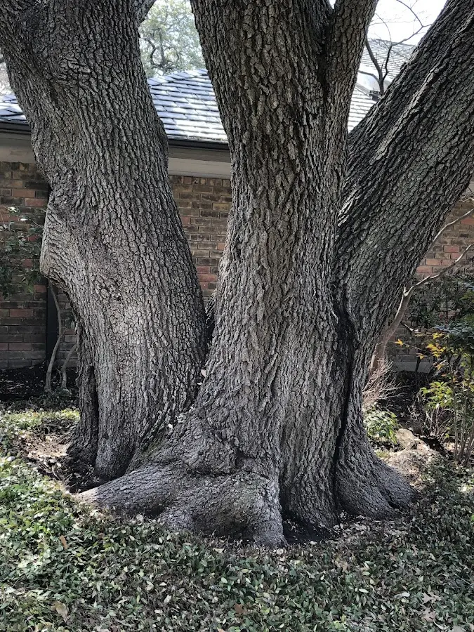 Mature heritage tree close to a Pinckard property cared for by certified arborists